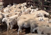 Sheep producer confidence surges
