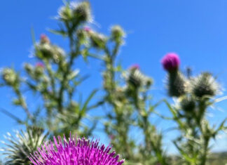 Wildflowers in focus