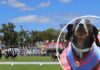 Novelty Dog Show celebrates 150 years