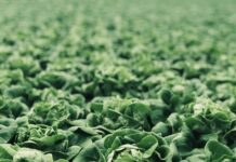 Rising costs squeeze vegetable sector