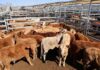 Cattle sale numbers increase
