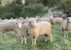 Sheep sale yields strong gains