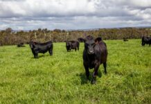 Queensland primary producers feeling less optimistic