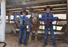 Young brothers dominate at Warwick Show