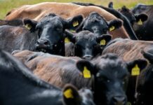 Cattle yardings surge at saleyards