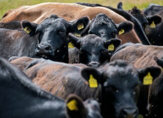 Cattle yardings surge at saleyards