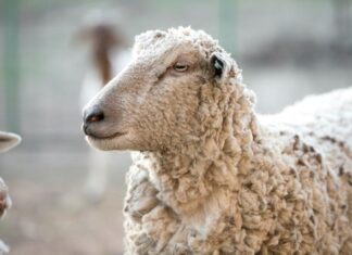 Lighter lambs pull prices down