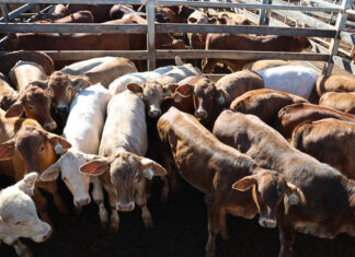 Markets feel the heat of weather and rising costs