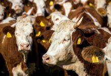 Buyers competing for limited livestock