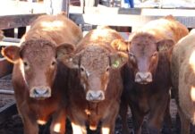 Wet weather trims yardings but boosts prices