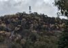 Native vegetation struggling to survive on dry Granite Belt