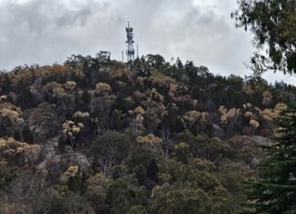Native vegetation struggling to survive on dry Granite Belt