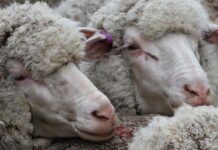 Strong bidding lifts lamb prices