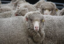 Dry conditions push lighter stock into yard